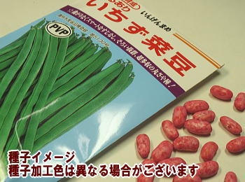 いんげん春蒔き種子 つるあり いちず 20mL 小袋詰