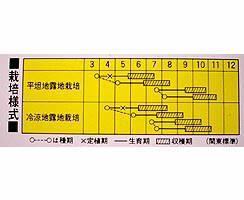 いんげん春蒔き種子 つるあり いちず 30mL 小袋詰 2