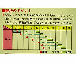 キャベツ春蒔き種子 小林交配 輝緑 甘藍 1.5mL 小袋詰 2