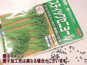 おりな春蒔き種子 サカタ交配 ステックセニョール 0.8mL 小袋詰のサムネイル