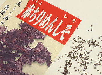 シソ春蒔き種子 赤縮緬しそ 1.5mL 小袋詰のサムネイル