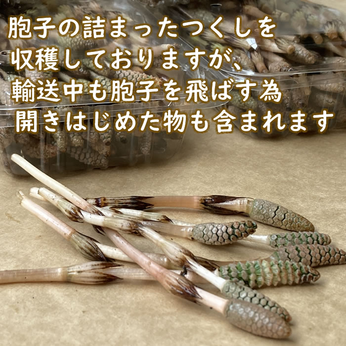 つくし 土筆 180g 山形県産 /クール便
