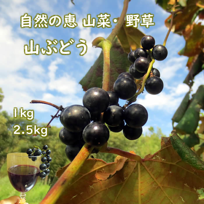 ■予めご予約願います 　 発送期間：9月20日〜10月15日頃迄 ■クール便発送 [産直山形県]「楽天シニア市場」 山菜 野草 ヤマブドウ 山葡萄 販売 ぶどう酒原料 やまぶんど やまぶどう ぶどうジュースの作り方和名：ヤマブドウ俗称：ぶど...