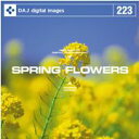 }\PT2{yyzDAJ 223 SPRING FLOWERS [։ CD-ROMfޏW CeB t[ cd-rom摜 cd-romʐ^ ʐ^ ʐ^f f