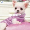 yyzDAJ 237 PUPPY [։ CD-ROMfޏW CeB t[ cd-rom摜 cd-romʐ^ ʐ^ ʐ^f f