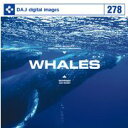 |Cg2{yyzDAJ 278 WHALES [։ CD-ROMfޏW CeB t[ cd-rom摜 cd-romʐ^ ʐ^ ʐ^f f