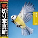 yyz؂ʐ^ JFI 029  Birds CD-ROMfޏW  CeB t[ cd-rom摜 cd-romʐ^ ʐ^ ʐ^f f