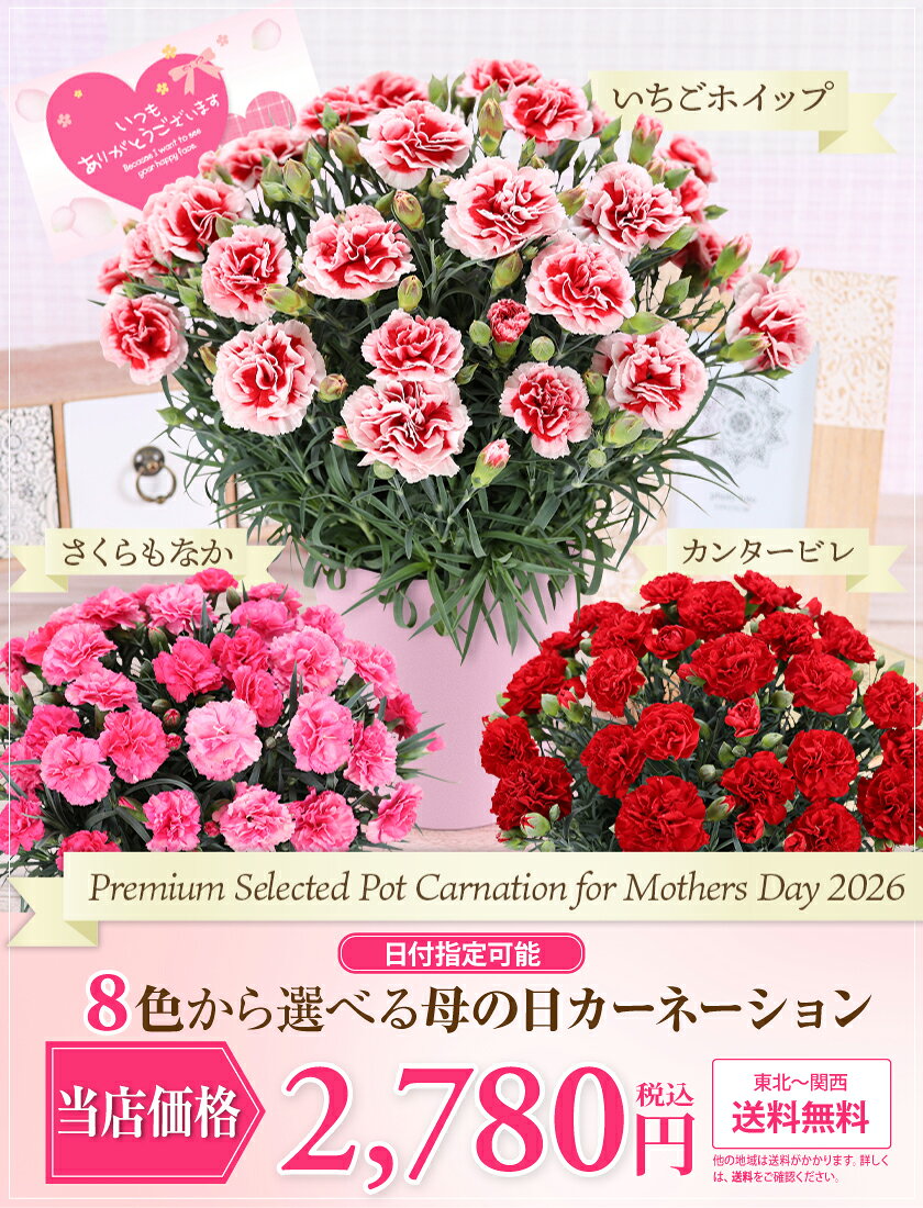 母の日 花 ギフト カーネーション プレゼント 5号鉢 【日付指定できます】東北から関西まで送料無料 【母の日ギフトカーネーション】 母の日 【カーネーション産地直送品質】数量限定　鉢植え