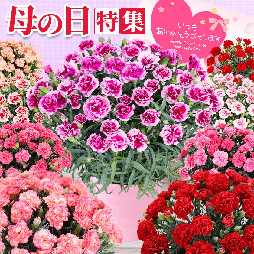 母の日 花 ギフト カーネーション プレゼント 5号鉢 【日付指定できます】東北から関西まで送料無料 【母の日ギフトカーネーション】 母の日 【カーネーション産地直送品質】数量限定　鉢植えの商品画像