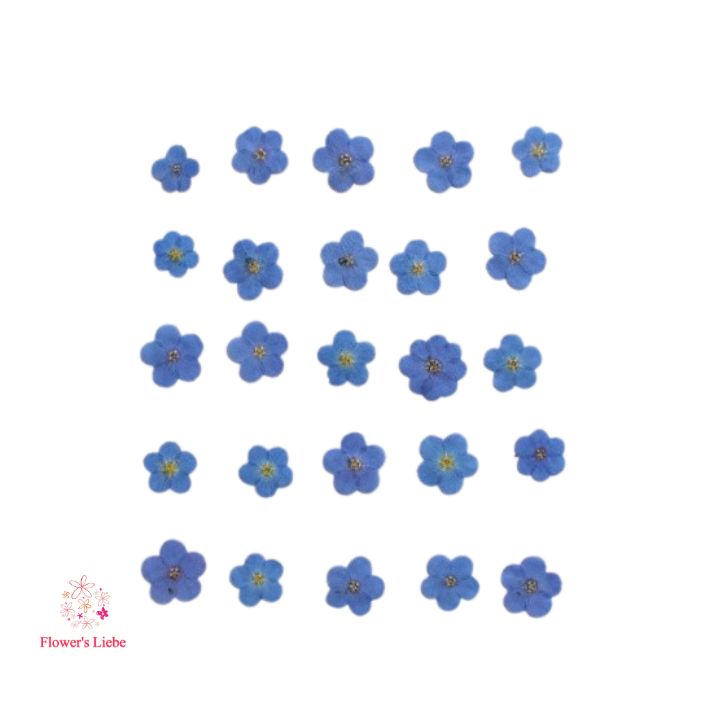 押し花 素材 大輪忘れな草（25輪） レジンアクセサリー スマホケース 押し花額 固まるハーバリウム キャンドル クリアフレーム 春の花 人気 青い花 花言葉 夏色 ブルー 爽やか 褪色しない ボタニカル ナチュラル 植物 自然