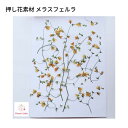 ＼押したて／押し花 素材 メラスフェルラ レジンアクセサリー スマホケース 押し花額 固まるハーバリ ...