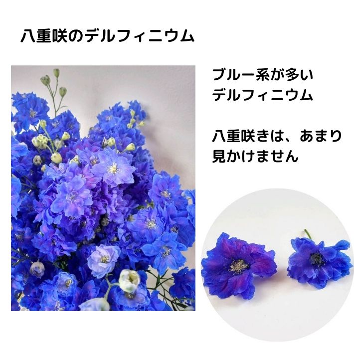 ＼訳あり／押し花 素材 デルフィニウム（八重咲き アクアマリン） レジンアクセサリー スマホケース 押し花額 固まるハーバリウム キャンドル ウエルカムボード 結婚証明書 クリアフレーム 染め 人気 花材 ボタニカル ドライフラワー 自然 青い花