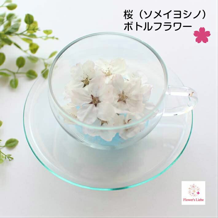 ボトルフラワー ギフト【ティーカップ 桜】 桜 サクラ さく