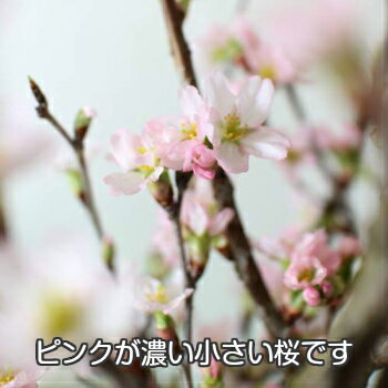 日本の花はやっぱり桜！啓翁桜の押し花キーホルダー 選べる3種類 桜 サクラ さくら キーホルダー おしゃれ かわいい ギフト 母の日 プレゼント 実用的 プチギフト 誕生日 女性 レディース バッグチャーム 自転車 鍵 花 桜のキーホルダー