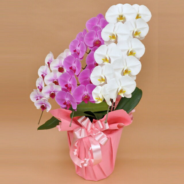 ■お届けに関しまして 最速の出荷日は土日祝日を除く営業日から3日以降の配達です。 （例）月曜日のご注文で水曜日のお届けが可能です。※翌日配送エリアのみ こちらの商品はヤマト運輸での配送となります。 ※短納期ご希望の場合は、事前にお問合せ願います。 ■送料 お届け先；本州・四国・・送料無料 お届け先；北海道・九州・沖縄・・送料 2,000円 ■立札、メッセージカード、ラッピング 立札、メッセージカードは無料。 ラッピングはご希望の色よりお選び頂けます。 ■お届け写真 お届けした商品写真サービスはございません。 ■サイズ 花の高さ（鉢底から）：約75cm〜 鉢の幅：約40cm 鉢のサイズ：約24cm ■その他 北海道・寒冷地域へのお届けは温度障害を防ぐため、4月から10月までの期間しか出荷できません。 ミックス MIX MIX mix 寄せ 3本立 27輪前後 蕾含む 花言葉 幸福の飛来 幸福がやってくる 清楚 あなたを愛します 開店 祝い 開業 移転 竣工 昇進 開局 優勝 当選 記念日 周年 公演 楽屋見舞い 誕生日 プレゼント お礼 お歳暮 お中元 還暦 古希 喜寿 傘寿 米寿 卒寿 白寿 百寿 茶寿 敬老 叙勲 授章 受章 受賞 快気 昇進 退職 上場 内祝い 新築 結婚■胡蝶蘭 大輪MIX 3本立ち 胡蝶蘭のミックスタイプ（白1本、赤リップ1本、ピンク1本）となります。 ■サイズ 花の高さ（鉢底から） ： 約75cm〜 鉢の幅 ： 約40cm 鉢サイズ ： 約24cm 一本あたりの花数 ： 9輪以上（つぼみ込み） ■注意事項 こちらの商品はヤマト運輸での配送となります。 花色について・・胡蝶蘭の品種は掲載画像のどれかとなります。 北海道・寒冷地域へのお届けは温度障害を防ぐため、4月から10月までの期間しか出荷できません。