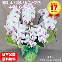 【ポイント10倍】胡蝶蘭 中大輪 コットンキャンディ 6本立ち 赤リップ色 グリーン系 ダブルラッピング仕立て 森田洋蘭園