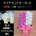 胡蝶蘭 お祝い 2本立ち ミックス 白 ピンク 寄せ ダイヤモンド オーキッド 大輪 ギフト