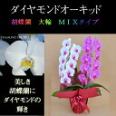 胡蝶蘭 お祝い 2本立ち ミックス 白 赤リップ1本、ピンク1本 寄せ ダイヤモンド オーキッド 大輪 ギフト