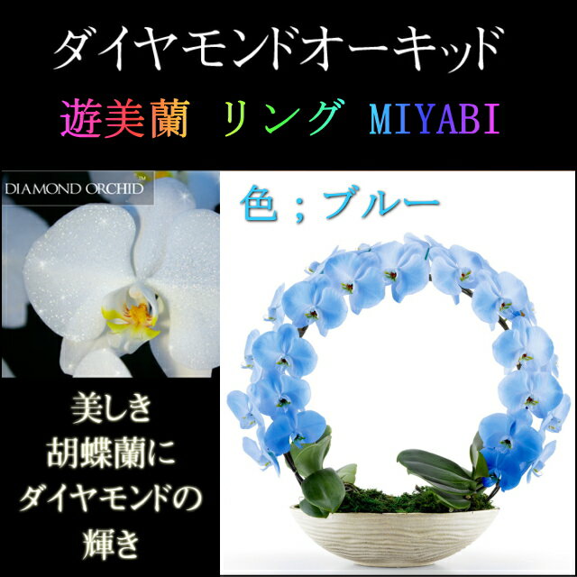 胡蝶蘭 お祝い 2本立ち ブルー ダイヤモンド オーキッド MIYABI 大輪 リング ギフト