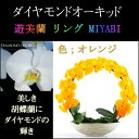 胡蝶蘭 お祝い 2本立ち オレンジ ダイヤモンド オーキッド MIYABI 大輪 リング ギフト