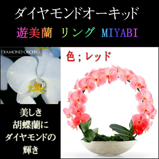 胡蝶蘭 お祝い 2本立ち レッド ダイヤモンド オーキッド MIYABI 大輪 リング ギフトお届け先 本州 四国 送料無料お届け先 北海道 九州 沖縄 送料 2,000円