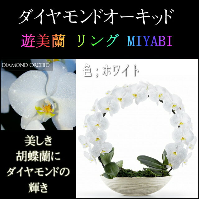 胡蝶蘭 お祝い 2本立ち ホワイト 白 ダイヤモンド オーキッド MIYABI 大輪 リング ギフト