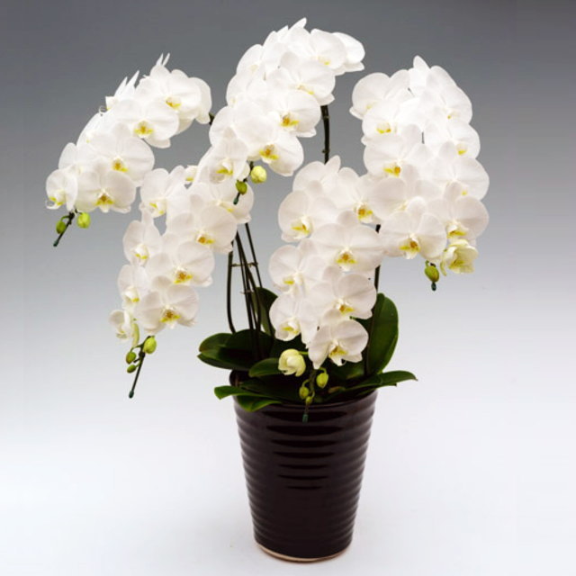 胡蝶蘭 中大輪 5本立ち ダイヤモンドスター 白 お祝い 移転祝い 開店祝い 就任祝い 開院祝い 開業祝い 周年祝い 昇進祝い 退職祝い 当選祝い 誕生日 還暦 米寿 卒寿 お供え 御供 供花 命日 鉢花 産地直送 写真送信 立札 ラッピング無料 育て方パンフレット付 送料無料