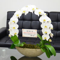 胡蝶蘭お祝い2本立ちシルバーダイヤモンドオーキッドMIYABI大輪リングギフトお届け先本州四国送料無料お届け先北海道九州沖縄送料2,000円