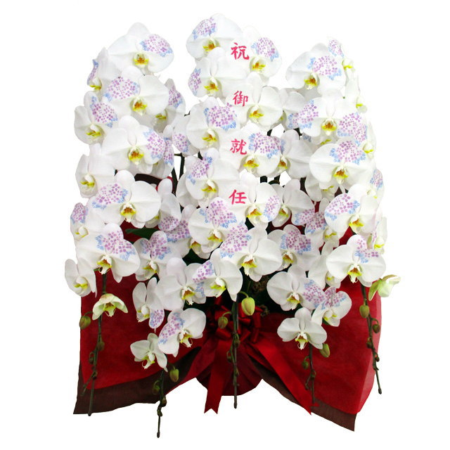 化粧蘭 大輪胡蝶蘭 祝御就任 文字入り 3本立ち 36輪前後 季節の絵柄 アジサイ 仕立て お祝い 移転祝い 開店祝い 就任祝い 開院祝い 開業祝い 周年祝い 昇進祝い 退職祝い 当選祝い 誕生日 還暦 米寿 卒寿 鉢花 花 産地直送 写真送信 立札 ラッピング無料 送料無料
