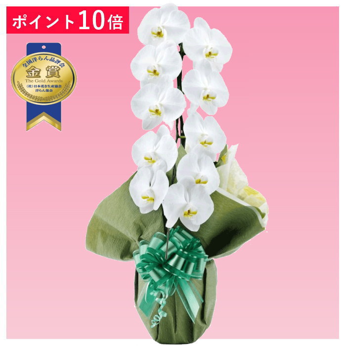 あす楽【ポイント10倍】胡蝶蘭 1本立ち 白色
