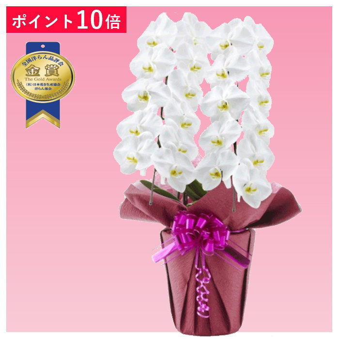 あす楽【ポイント10倍】胡蝶蘭 2本立ち 白色