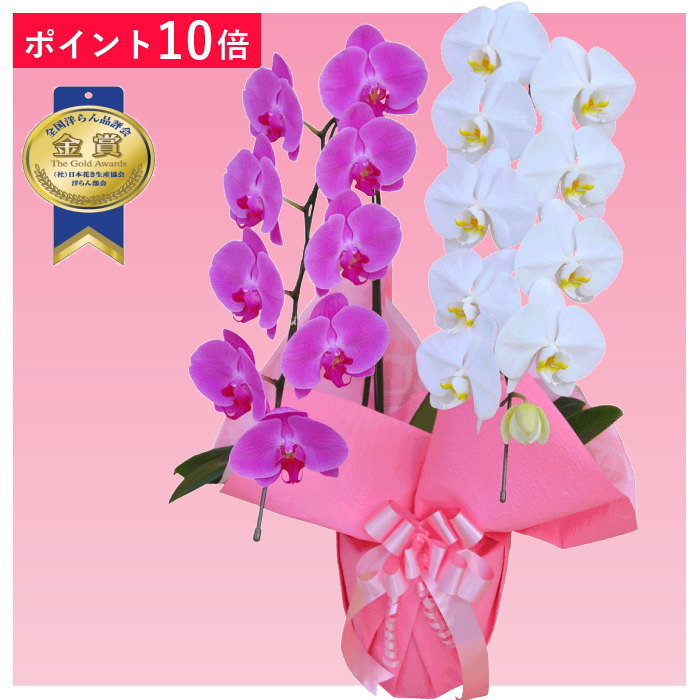 あす楽【ポイント10倍】胡蝶蘭 2本立ち ミックス ピンク色 白色
