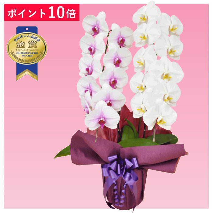 あす楽【ポイント10倍】胡蝶蘭 2本立ち ミックス 赤リップ 白色