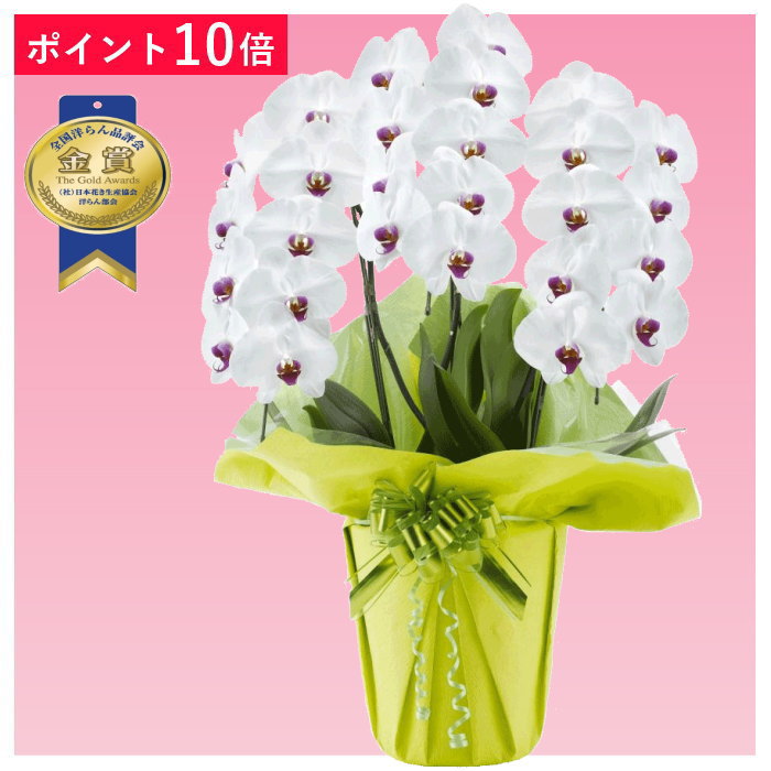 あす楽【ポイント10倍】胡蝶蘭 3本立ち 赤リップ