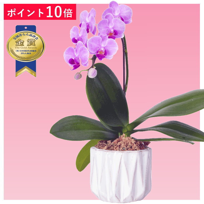 ڡڥݥ10ܡۥߥǥĳ 1Ω ԥ󥯿 ̥ȭ