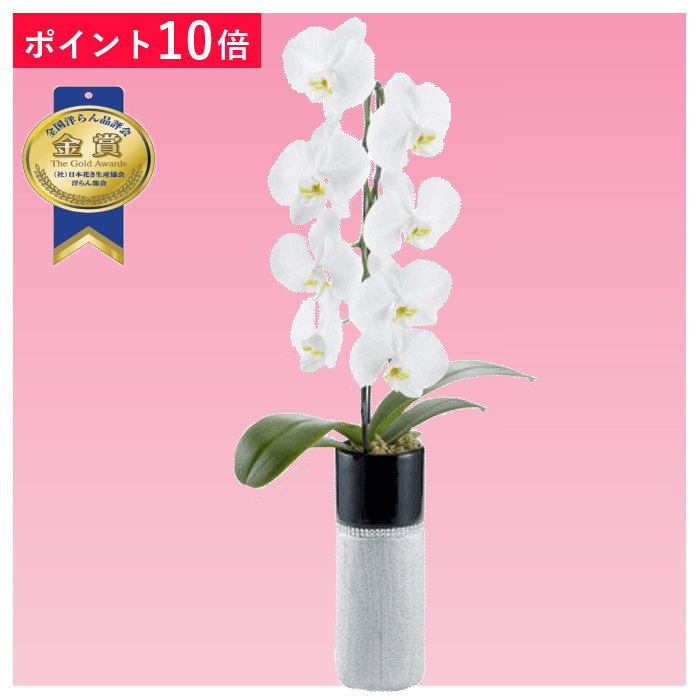 【ポイント10倍】胡蝶蘭 1本立ち 白色 トールシルバー お祝い 移転祝い 開店祝い 就任祝い 開院祝い 開業祝い 周年祝い 昇進祝い 退職祝い 誕生日 還暦 米寿 卒寿 内祝い おしゃれ お花 生花 鉢花 ギフト 産地直送 写真送信 立札 育て方パンフレット付 送料無料