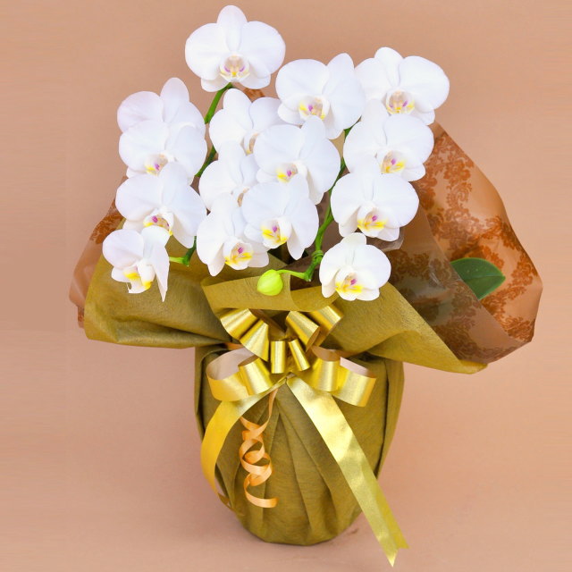 お祝い 花 ラッピングが選べる14色 胡蝶蘭 ミディ胡蝶蘭 2本立ち 白 誕生日 お祝い開業 周年 法人