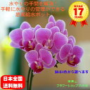 【ポイント10倍】マイクロ胡蝶蘭 1本立ち ピンク系 自動給水ポット お祝い 移転祝い 開店祝い 就任祝い 開院祝い 開業祝い 周年祝い 昇進祝い 退職祝い 誕生日 還暦 米寿 卒寿 内祝い 結婚記念日 おしゃれ お花 生花 鉢花 ギフト 産地直送 育て方パンフレット付 送料無料