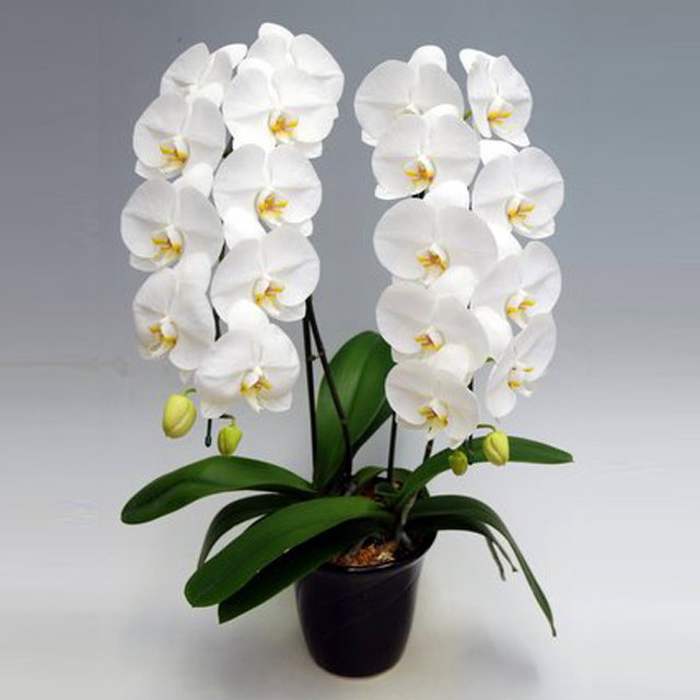 最新コレックション 胡蝶蘭 2本立ち 白色 22輪前後 大輪お届け先 本州 四国 お届け先 北海道 九州 沖縄 送料 2 000円お祝い ギフト 誕生日 洋ラン 花 原種 洋蘭 蘭 フラワー Piensoferal Es