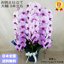胡蝶蘭 3本立ち 大輪 ピンク お供え ダブルラッピング仕立て