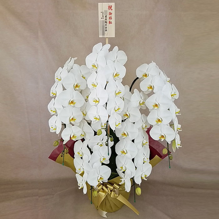 胡蝶蘭 5本立ち 大輪 白 木札 御移転 ゴールド系 ダブルラッピング仕立て 森田洋蘭園