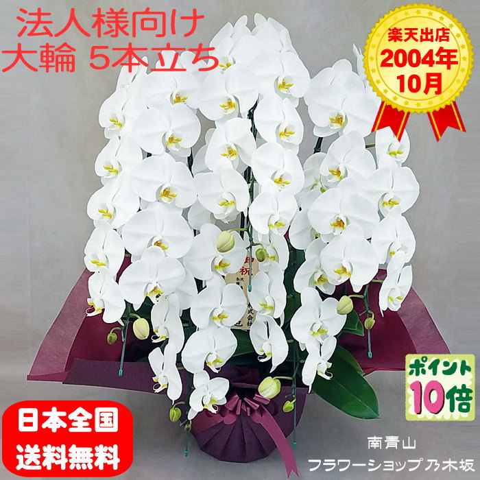 【ポイント10倍】胡蝶蘭 5本立ち 白色 木札 ダブルラッピング仕立てのサムネイル