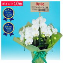 【ポイント10倍】ミディ胡蝶蘭 アマビリス 3本立ち 白色 グリーン系 ダブルラッピング仕立て 森田洋蘭園