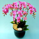 お祝い 花 ミディ胡蝶蘭 5本立ち ピンク 7号鉢