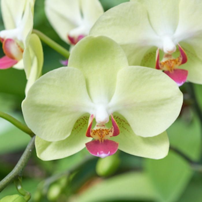 ミディ 胡蝶蘭 5本立ち ザルツマン イエロー お祝い 移転祝い 開店祝い 就任祝い 開院祝い 開業祝い 周年祝い 昇進祝い 退職祝い 当選祝い 誕生日 還暦 米寿 卒寿 お供え 御供 供花 命日 鉢花 産地直送 写真送信 立札 ラッピング無料 育て方パンフレット付 送料無料