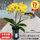 月に一回の水やりでOK 底面給水ポット 胡蝶蘭 2本立ち 黄色 イエロー ミディ タンブラーポット
