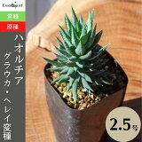 ¿ʪ ϥ 饦 إ쥤Ѽ Haworthia glauca herrei  2.5 ٥ꥢ  տʪ ƥꥢ ꥪ