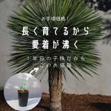 Ŵ ƥ ɥ饤ǥ å ȥ顼 տʪ ƥꥢ ꥪ ۽ˤ Źˤ Yucca rostrata