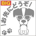 安全運転めがね犬ステッカー ジャックラッセルテリア 18cm 20cm 車 ステッカー 転写 シール ペット【名入れ対象外】