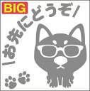 送料無料 安全運転めがね犬ステッカー 柴犬 18cm 20cm 車 ステッカー 転写 シール ペット 名入れ対象外 ペット